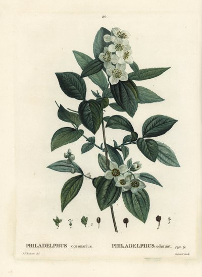 Doce mock-orange, madeira de cão inglesa, Philadelphus coronarius. Gravura de um estilete colorido por Tassaert após uma ilustração de Pierre-Joseph Redoute, de Henri Louis Duhamel du Moncel