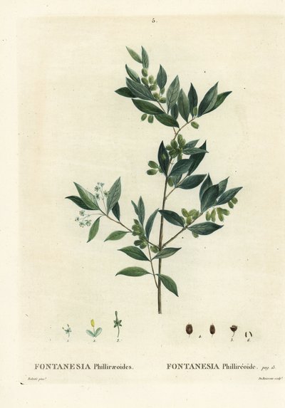Privet sírio, Fontanesia phillyreoides. Gravura de um estilete colorido à mão por Du Ruisseau após uma ilustração de Pierre-Joseph Redoute, de Henri Louis Duhamel du Moncel