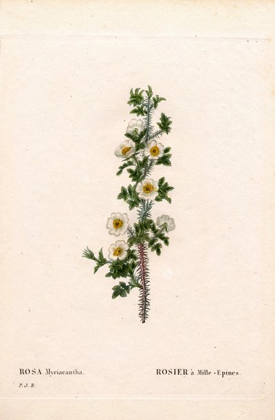 Mil rosas, Rose myriacantha, Rose a Thousand-Spines. Gravura em chapa de cobre colorida à mão de "Les Roses", de Pierre Joseph Redoute, Paris de Pierre Joseph Redouté