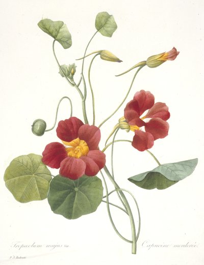 Tropaeolum majus (nasturtium do jardim), 1827 de Pierre Joseph Redouté