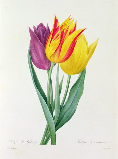 Tulipa Gesneriana (gravura colorida) de Pierre Joseph Redouté