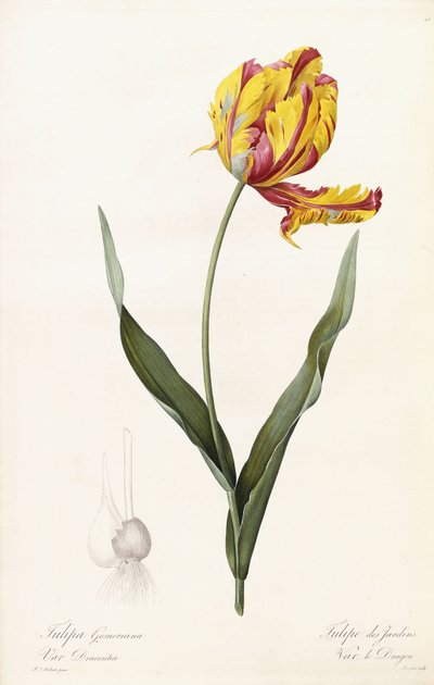 Tulipa Gesneriana - Tulipa dos Jardins de Pierre Joseph Redouté