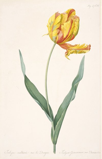 Tulipa Gesneriana var. Tulipa Papagaio Dracontia, 1816 de Pierre Joseph Redouté