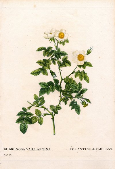 Rosa rubiginosa de Vaillant, Rosa rubiginosa, L