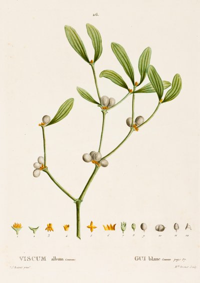 Verônica álbum L. Mistletoe, c1800-1830. de Pierre Joseph Redouté