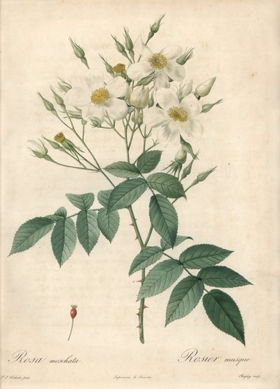 Rosa musque flores brancas - Eau forte de Chapuy, baseada numa ilustração de Pierre Joseph Redoute (1759-1840), de Les Roses de Pierre Joseph Redouté