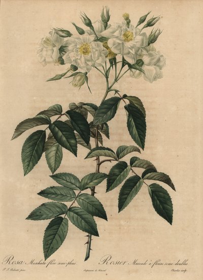 Rosa almiscarada branca, Rosa moschata de Pierre Joseph Redouté