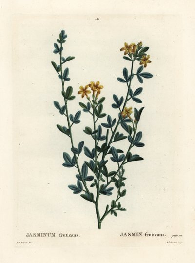 Jasmim selvagem ou amarelo, Jasminum fruticans. Gravura de agulha colorida por Miss Brenet após uma ilustração de Pierre-Joseph Redoute de Henri Louis Duhamel du Moncel