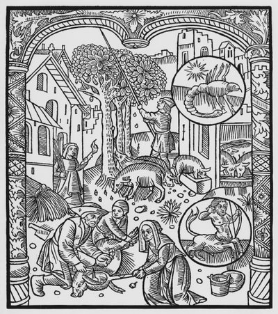 Novembro, matando o porco e colhendo bolotas, Escorpião, ilustração do &39;Almanach des Bergers&39;, 1491 (xylograph) de Pierre Le Rouge