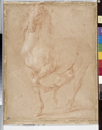 Estudo do cavalo (sangüíneo) de Pierre Puget