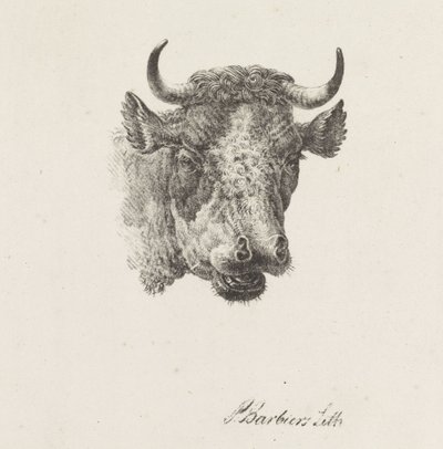 Stierenkop de Pieter Bartholomeusz. Barbiers