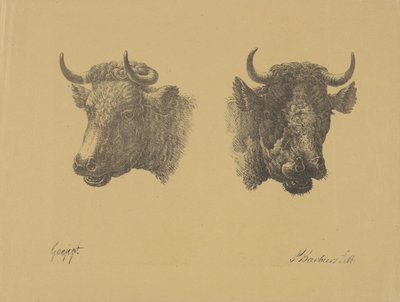 Duas cabeças de touro de Pieter Bartholomeusz. Barbiers