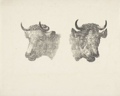 Duas cabeças de touro de Pieter Bartholomeusz. Barbiers