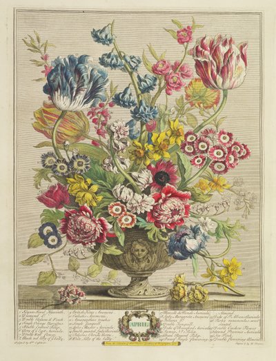 Abril, de &39;Doze meses de flores&39;, por Robert Furber (c.1674-1756), gravado por Henry Fletcher (fl.c.1729), publicado em 1730 (cor aquatinta) (ver também 125934) de Pieter Casteels
