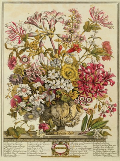 Outubro, de &39;Doze meses de flores&39; de Robert Furber (c.1674-1756) gravado por Henry Fletcher (gravura a cores) de Pieter Casteels