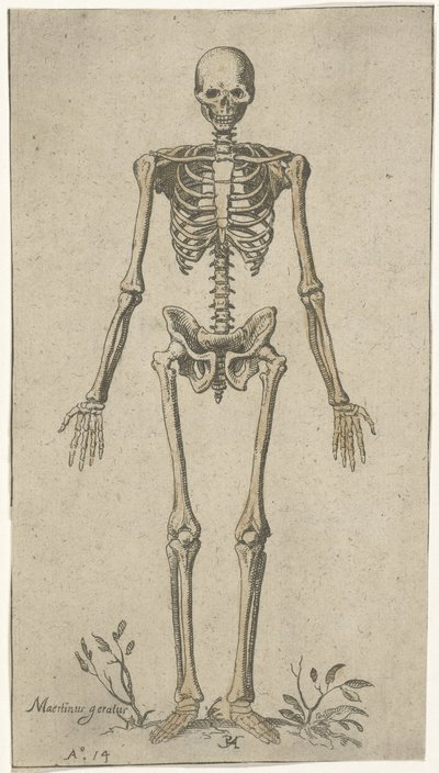 Esqueleto masculino, visto de frente Estudos anatômicos (título da série) de Pieter Feddes van Harlingen