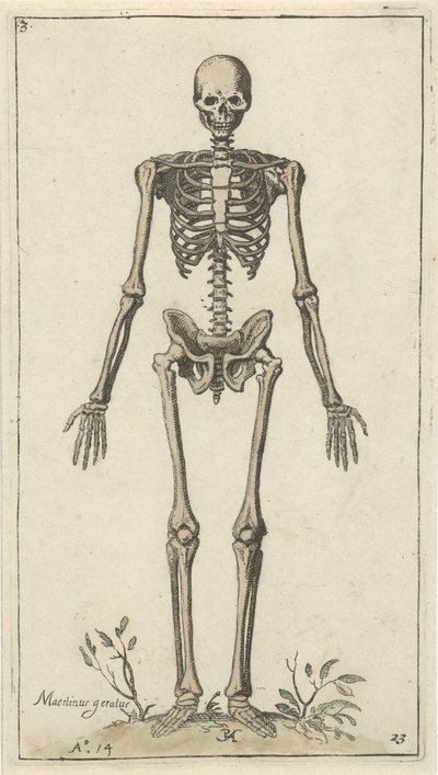 Esqueleto masculino, visto de frente
Estudos anatómicos (título da série) de Pieter Feddes van Harlingen