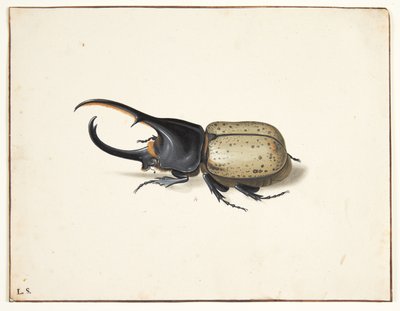 Em herkulesbille (dinastes hercules) de Pieter Holsteijn