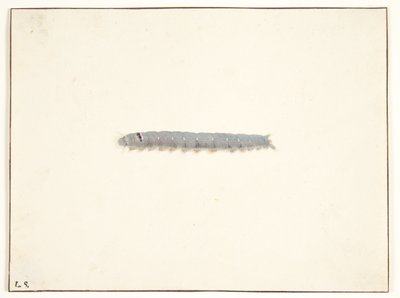 Uma lagarta de mariposa de Pieter Holsteijn