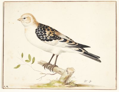 Em snespurv (Plectrophenax nivalis) de Pieter Holsteijn