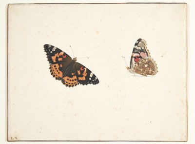 Dois estudos de um cardo (vanessa cardui l.) de Pieter Holsteijn