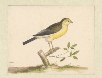 Canário selvagem de Pieter Holsteyn (I)