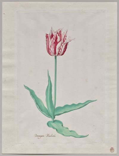 Estudo de uma Tulipa (Perregoen Machieu) de Pieter Holsteyn II