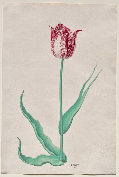 Estudo de uma Tulipa (
