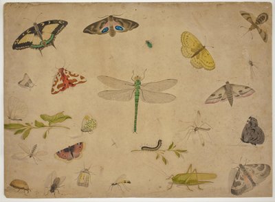 26 insetos de Pieter I Holsteijn