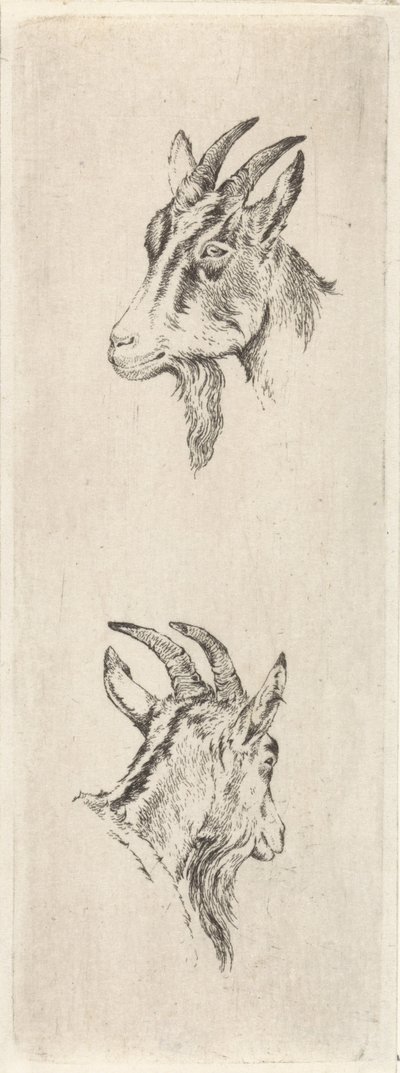 Bokkenkop de Pieter Janson