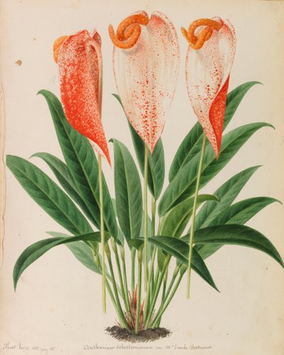 Originais de publicações de horticultura e arboricultura, 1878-1881. de Pieter Joseph de Pannemaeker