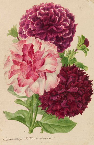 Originais de publicações de horticultura e arboricultura, 1878-1881. de Pieter Joseph de Pannemaeker
