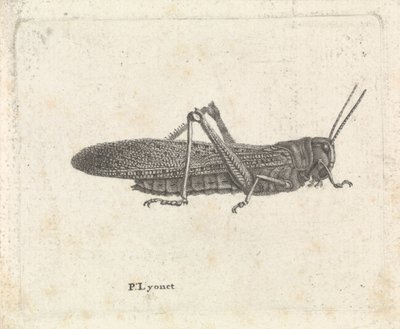 Gafanhoto de Pieter Lyonet