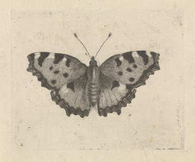 Borboleta de Pieter Lyonet