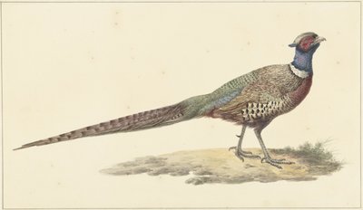 Faisão de Pieter Pietersz. Barbiers