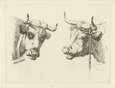 Duas cabeças de vaca de Pieter Roosing
