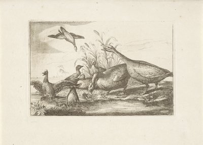 Endenen en ganzen Pássaros diferentes (título da série) As figuras mais perfeitas de diferentes pássaros (...) (título da série) de Pieter Schenk (I) (attributed to)