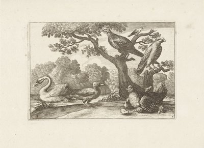 Kip conheceu kuikens e outros vogels Pássaros diferentes (título da série) As figuras mais perfeitas de diferentes pássaros (...) (título da série) de Pieter Schenk (I) (attributed to)