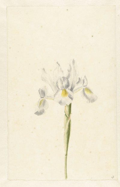 Íris branca (Iris albicans) de Pieter Withoos (circle of)