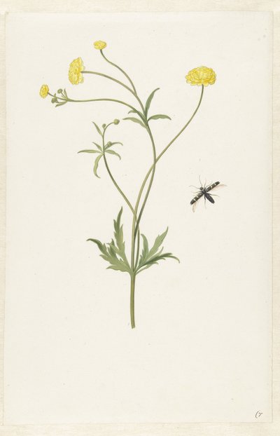 Ranúnculo amarelo duplo e inseto de Pieter Withoos (possibly)