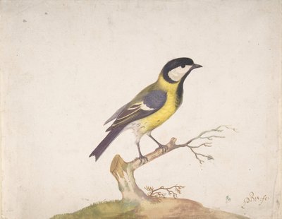 Um grande titmouse Parus major empoleirado em um galho, 1670-93. de Pieter Withoos