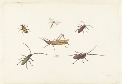 Uma folha com sete insetos diferentes Folha com sete insetos diferentes de Pieter Withoos
