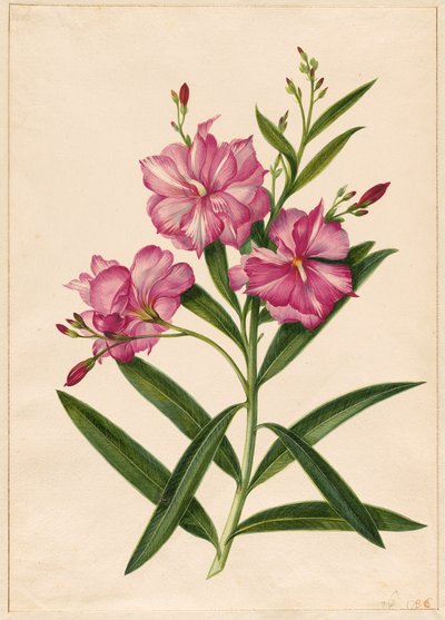 Oleandro roxo de Pieter Withoos