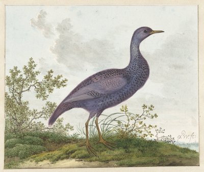 Spotted Crake (Porzana porzana) ? de Pieter Withoos