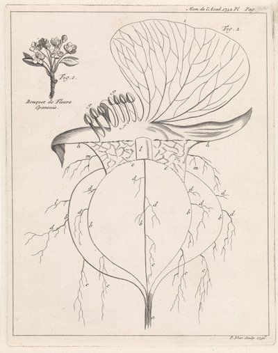 Corte transversal de uma flor de Pieter Yver