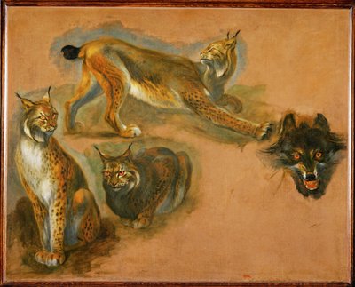 Um lince, cabeça de lobo (pintura sobre tela) de Pieter or Peter Boel