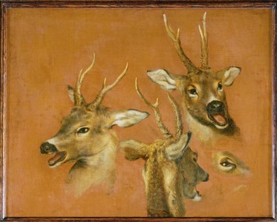 Estudos de cabeça de um corço (pintura sobre tela) de Pieter or Peter Boel