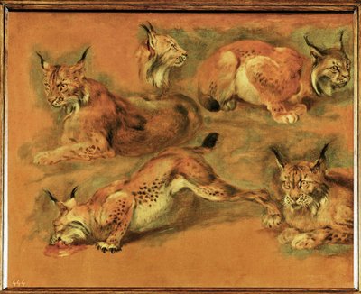 Estudos de um lince (pintura sobre tela) de Pieter or Peter Boel