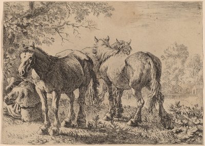 Três cavalos em um campo de Pieter van Laer