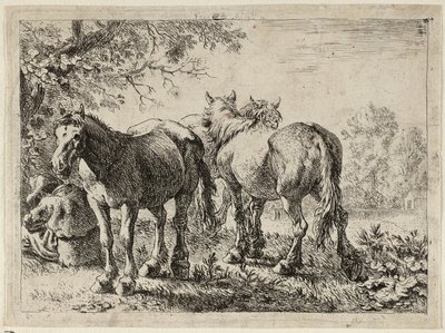 Três cavalos num campo de Pieter van Laer